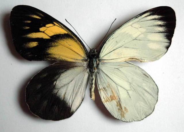 Delias diaphana sakagutti (gynandromorph) (Internet Image property of respective owner, non-commercial use only)